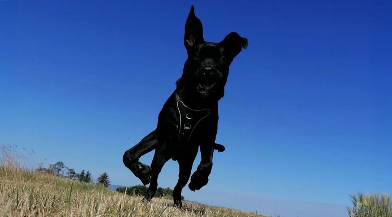 Ben‘s Dogbe Hundeschule & Ausbildungszentrum für Schul- und Therapiehunde in Karben, Dortelweiler Str. 19, 61184 Karben