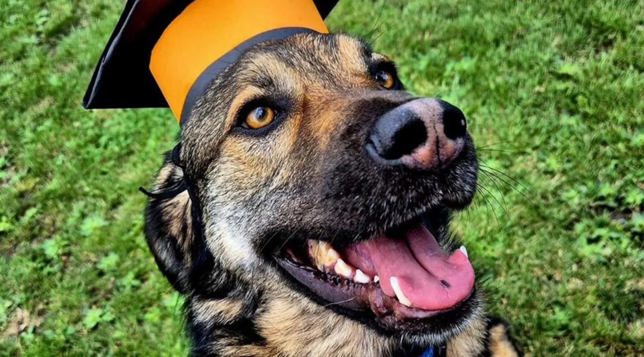 Ben‘s Dogbe Hundeschule & Ausbildungszentrum für Schul- und Therapiehunde in Karben, Dortelweiler Str. 19, 61184 Karben