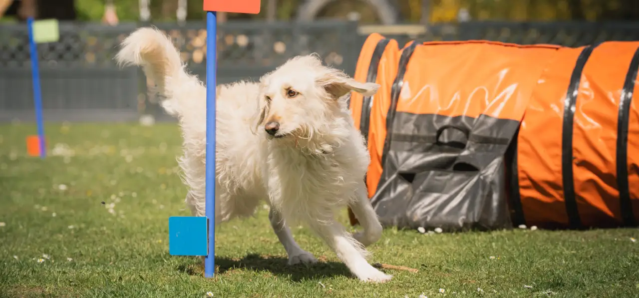 Bensdogbe Hundeschule & Ausbildungszentrum für Schul- und Therapiehunde in Karben, Dortelweiler Str. 19, 61184 Karben