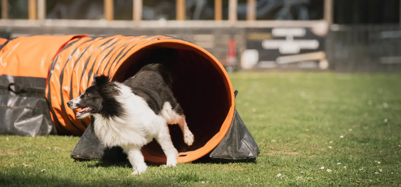 Bensdogbe Hundeschule & Ausbildungszentrum für Schul- und Therapiehunde in Karben, Dortelweiler Str. 19, 61184 Karben