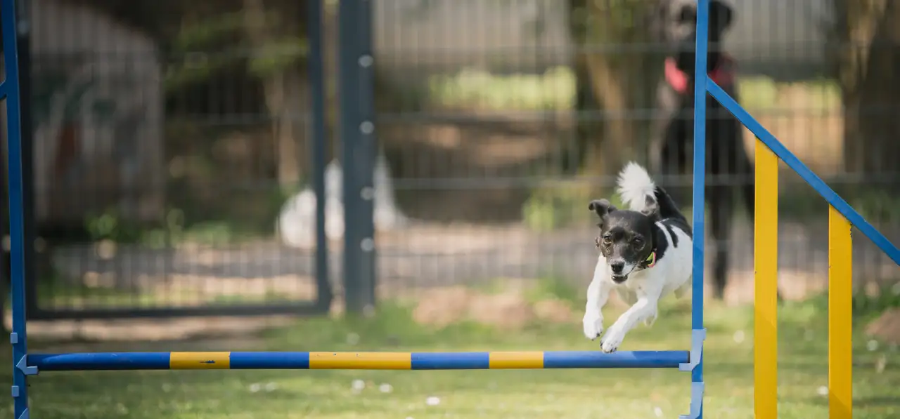 Bensdogbe Hundeschule & Ausbildungszentrum für Schul- und Therapiehunde in Karben, Dortelweiler Str. 19, 61184 Karben