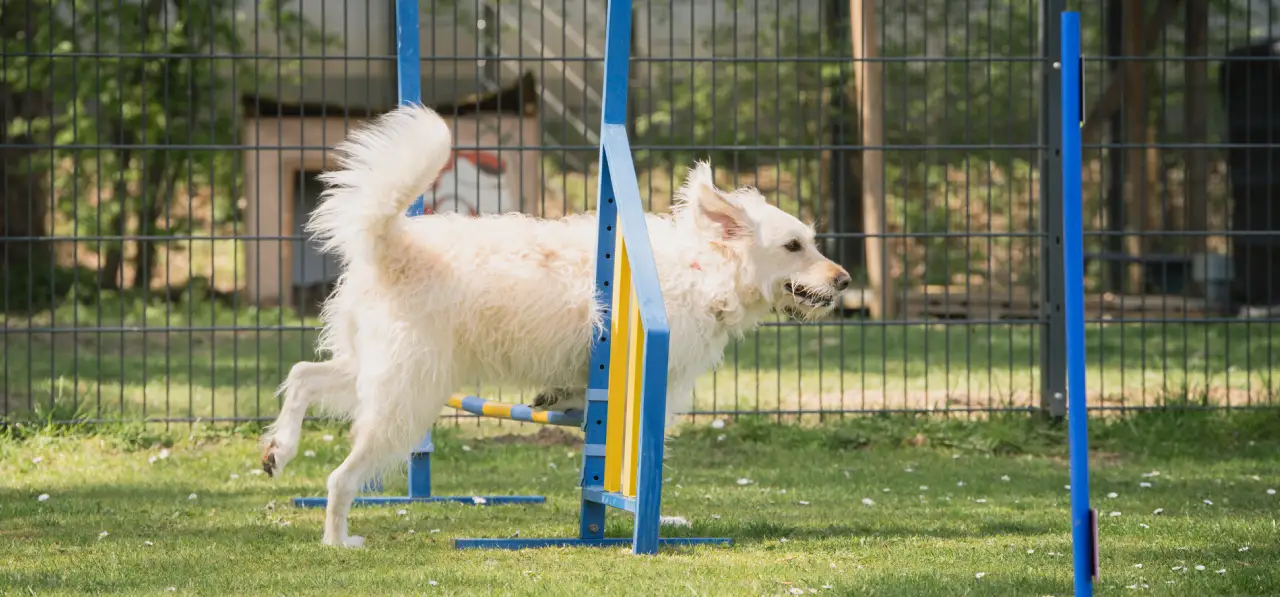 Bensdogbe Hundeschule & Ausbildungszentrum für Schul- und Therapiehunde in Karben, Dortelweiler Str. 19, 61184 Karben