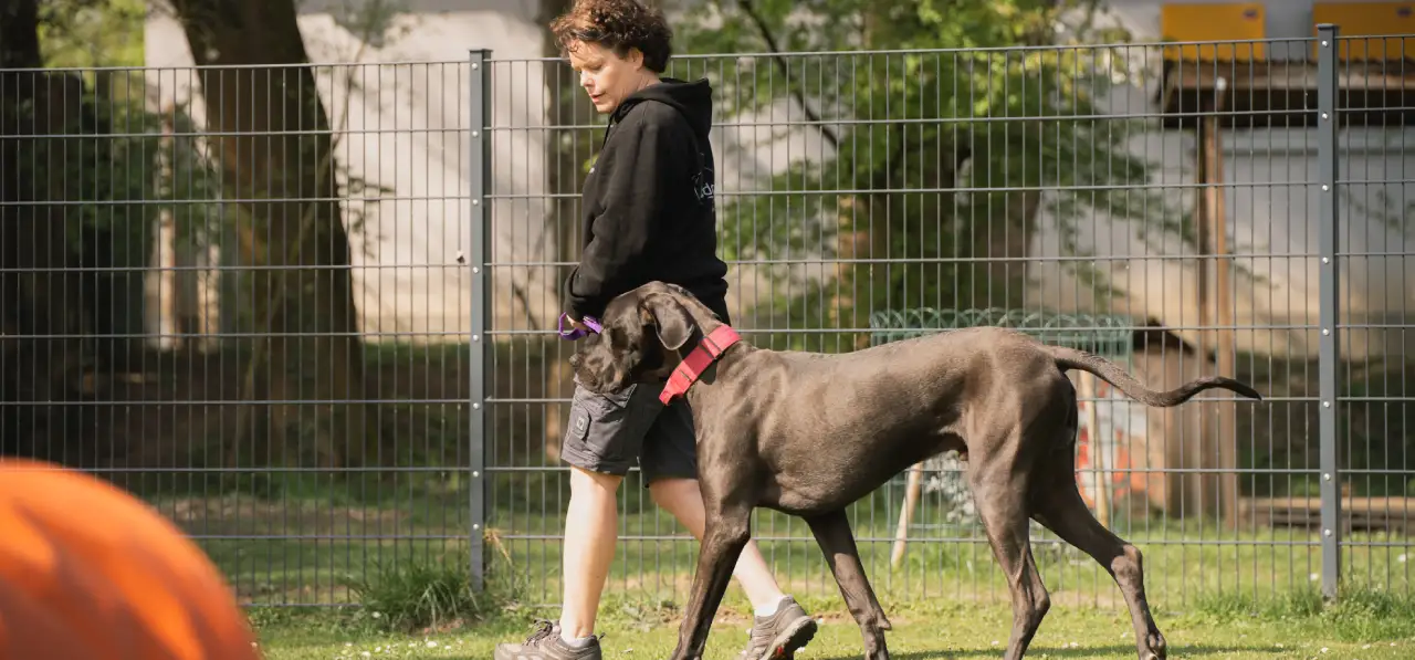 Bensdogbe Hundeschule & Ausbildungszentrum für Schul- und Therapiehunde in Karben, Dortelweiler Str. 19, 61184 Karben