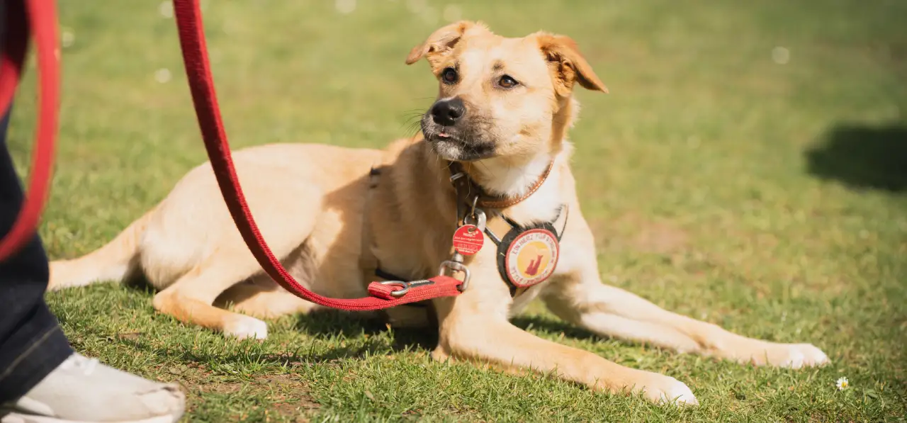 Bensdogbe Hundeschule & Ausbildungszentrum für Schul- und Therapiehunde in Karben, Dortelweiler Str. 19, 61184 Karben