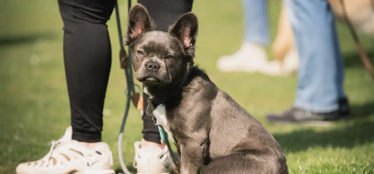 Bensdogbe Hundeschule & Ausbildungszentrum für Schul- und Therapiehunde in Karben, Dortelweiler Str. 19, 61184 Karben