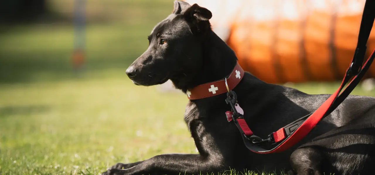 Bensdogbe Hundeschule & Ausbildungszentrum für Schul- und Therapiehunde in Karben, Dortelweiler Str. 19, 61184 Karben
