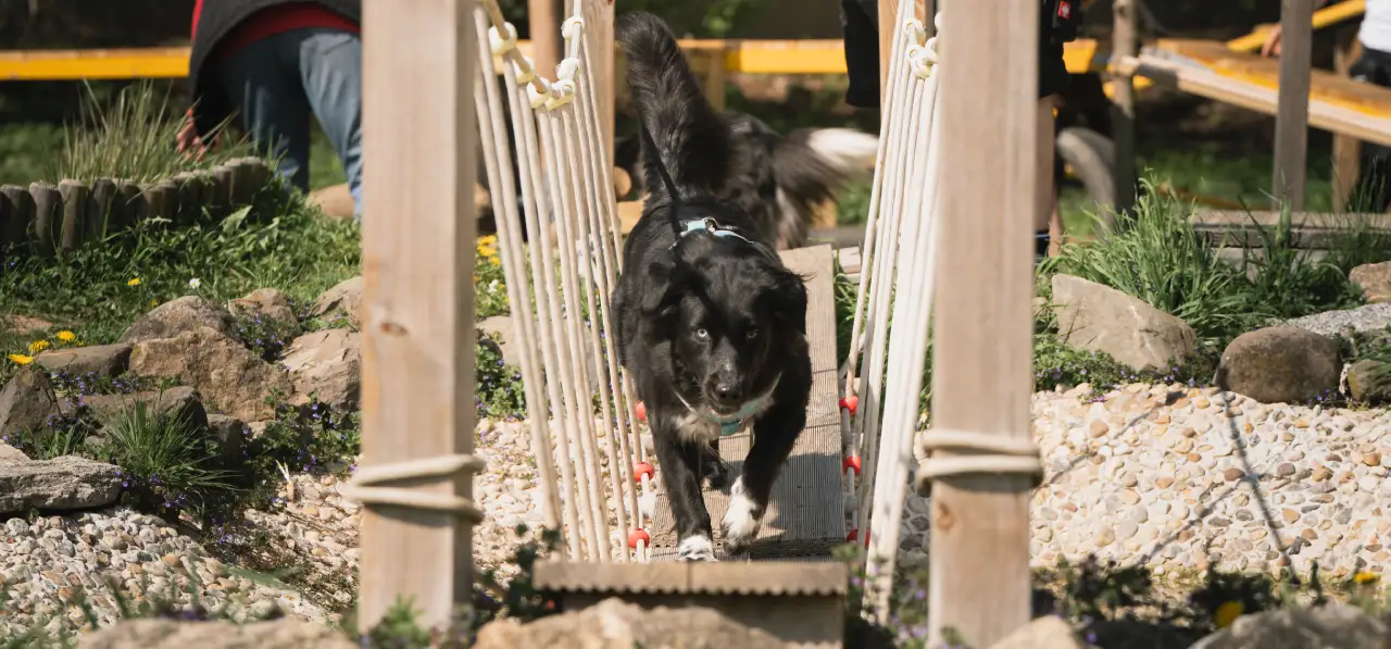 Bensdogbe Hundeschule & Ausbildungszentrum für Schul- und Therapiehunde in Karben, Dortelweiler Str. 19, 61184 Karben