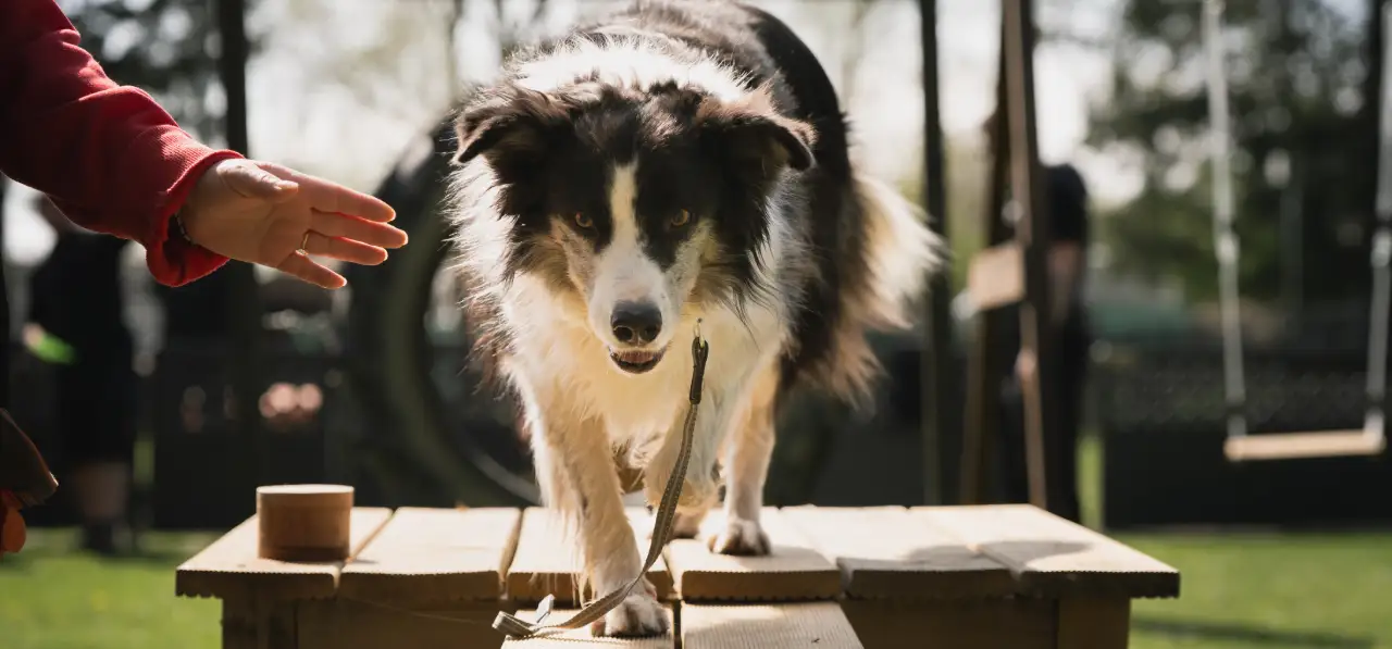Bensdogbe Hundeschule & Ausbildungszentrum für Schul- und Therapiehunde in Karben, Dortelweiler Str. 19, 61184 Karben
