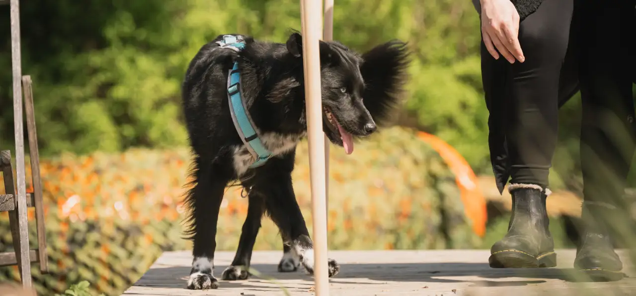 Bensdogbe Hundeschule & Ausbildungszentrum für Schul- und Therapiehunde in Karben, Dortelweiler Str. 19, 61184 Karben