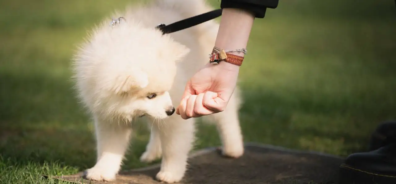 Bensdogbe Hundeschule & Ausbildungszentrum für Schul- und Therapiehunde in Karben, Dortelweiler Str. 19, 61184 Karben
