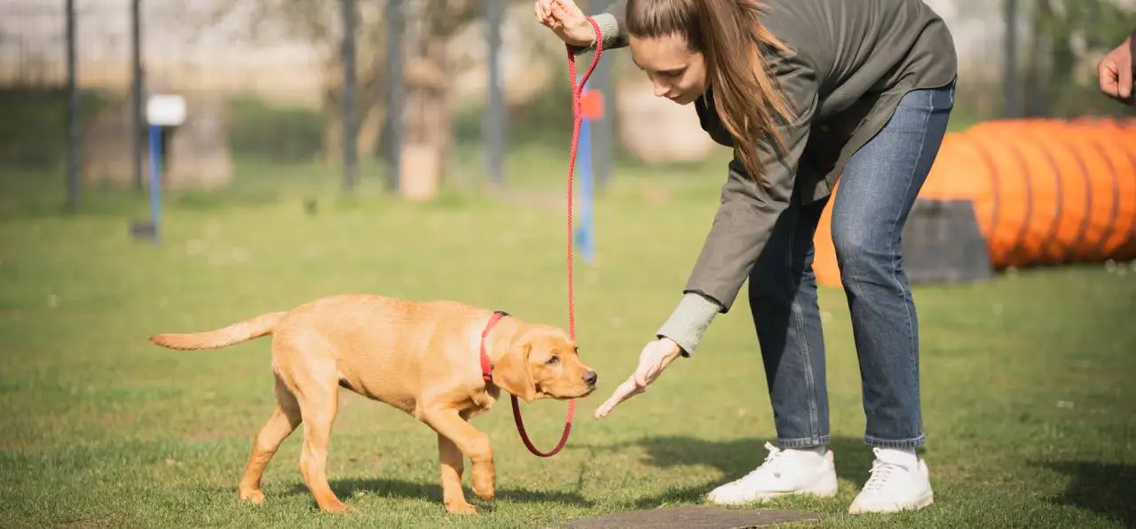 Bensdogbe Hundeschule & Ausbildungszentrum für Schul- und Therapiehunde in Karben, Dortelweiler Str. 19, 61184 Karben