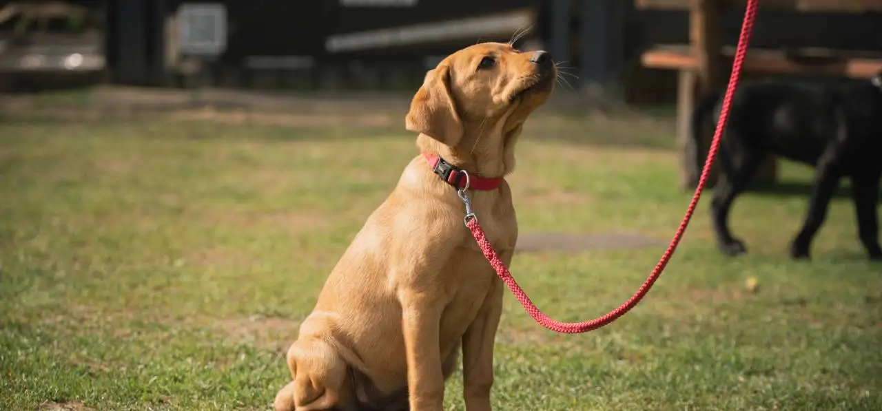 Bensdogbe Hundeschule & Ausbildungszentrum für Schul- und Therapiehunde in Karben, Dortelweiler Str. 19, 61184 Karben